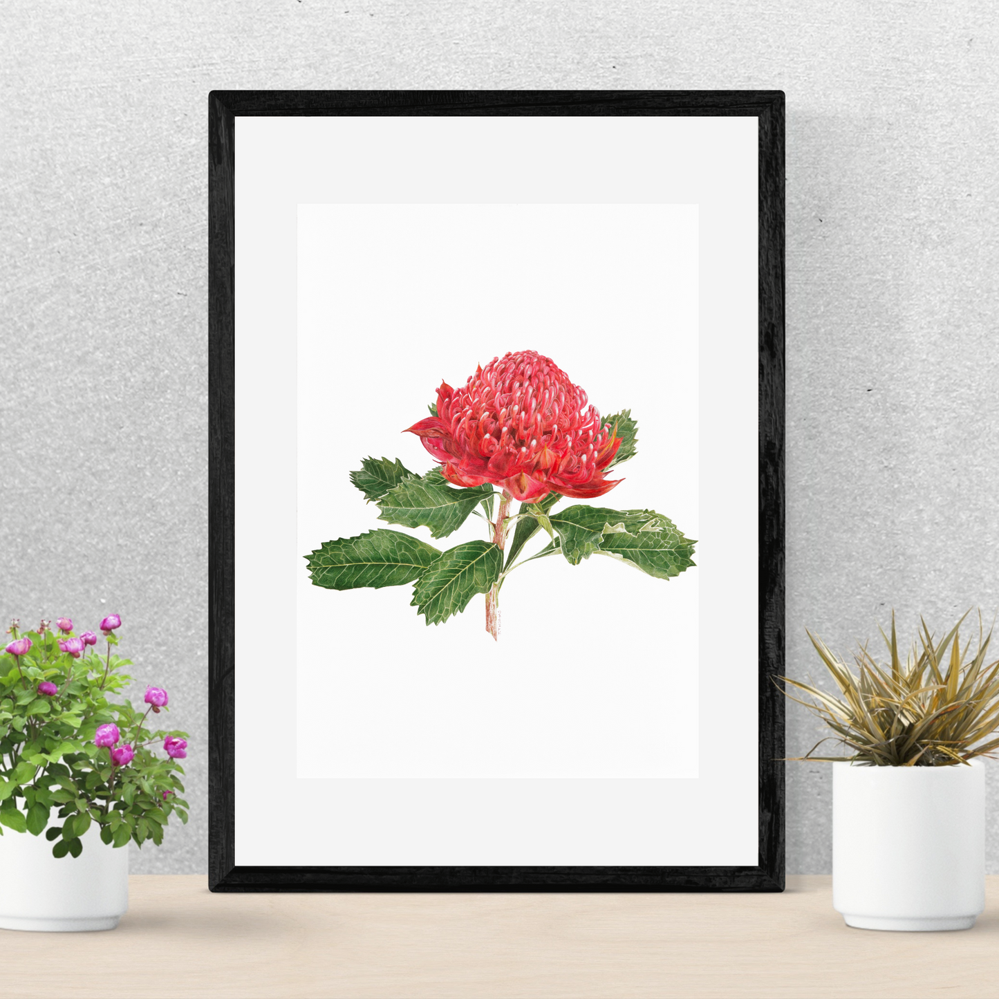 Waratah -Print