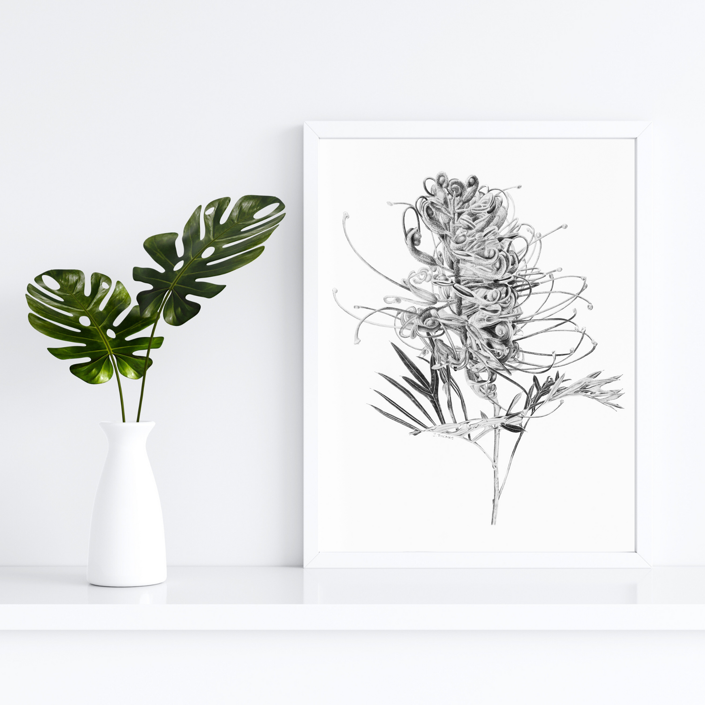 Grevillea - Print