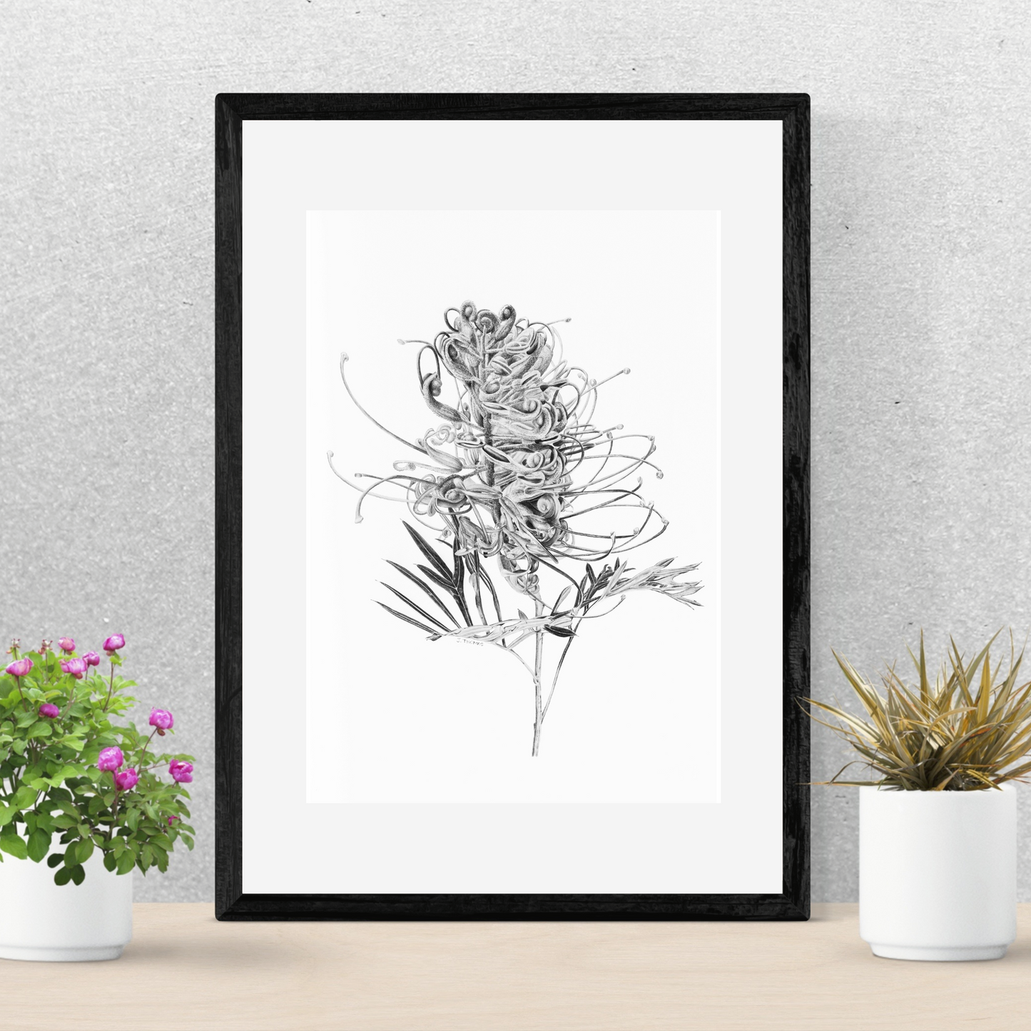Grevillea - Print