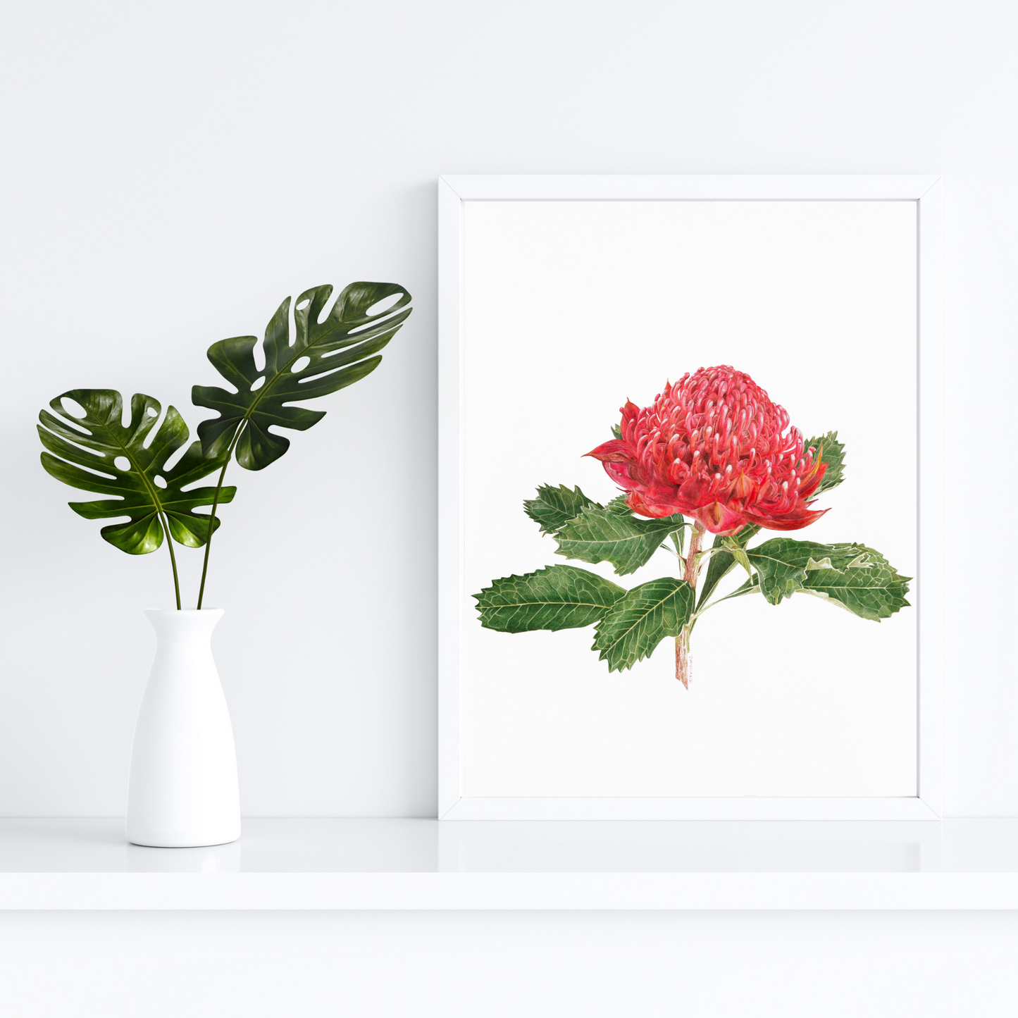 Waratah -Print