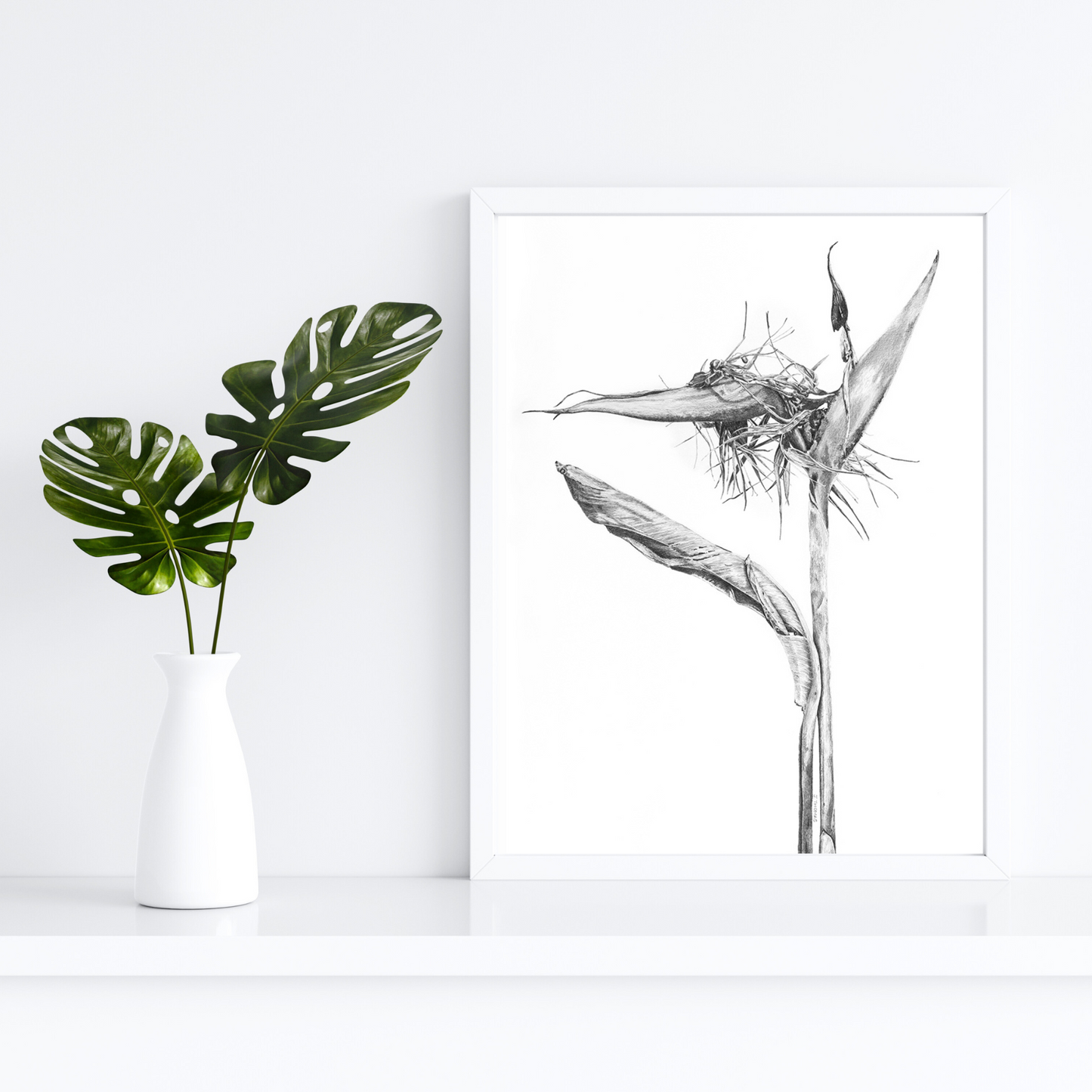 Dying Strelitzia - Print