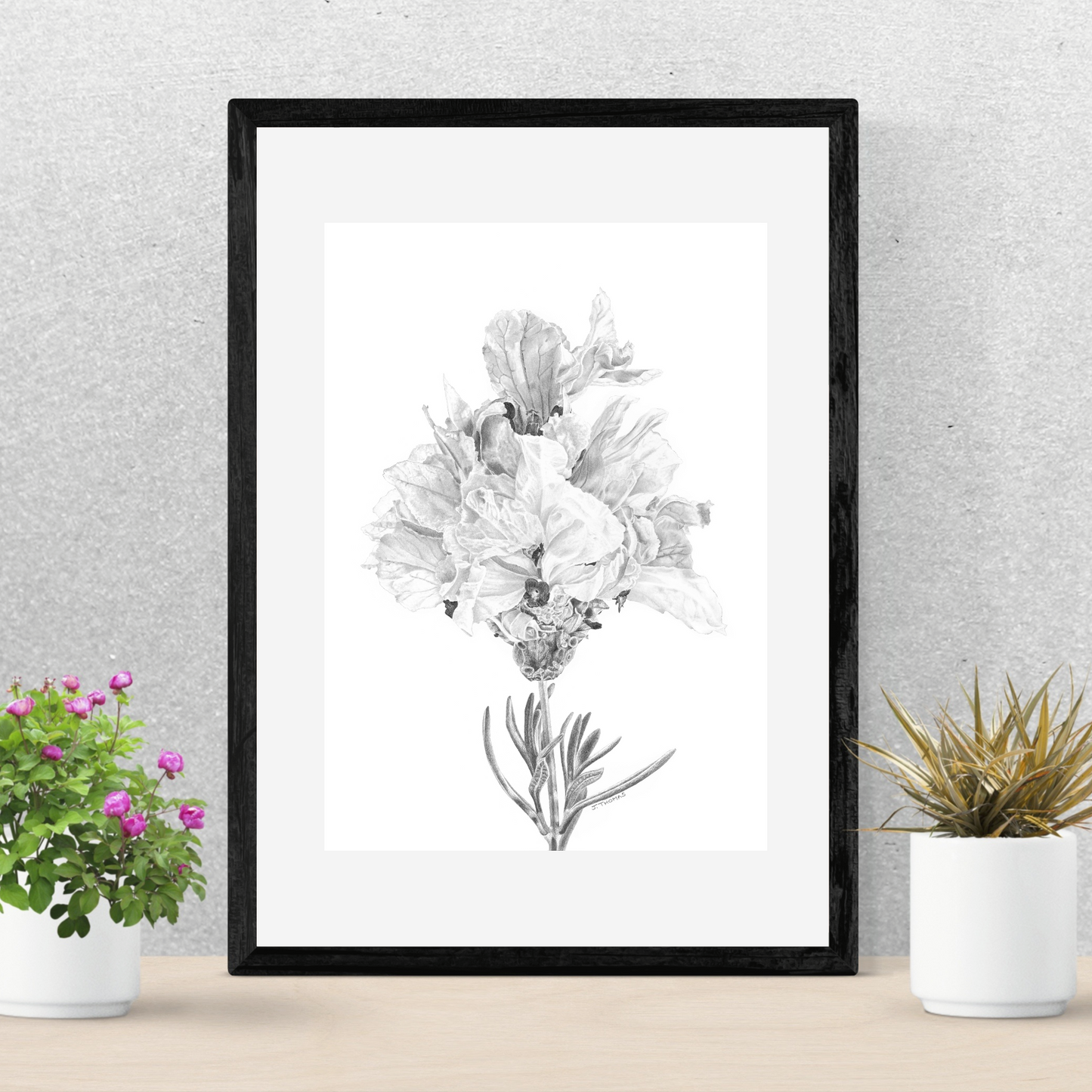 Double Lavender- Print