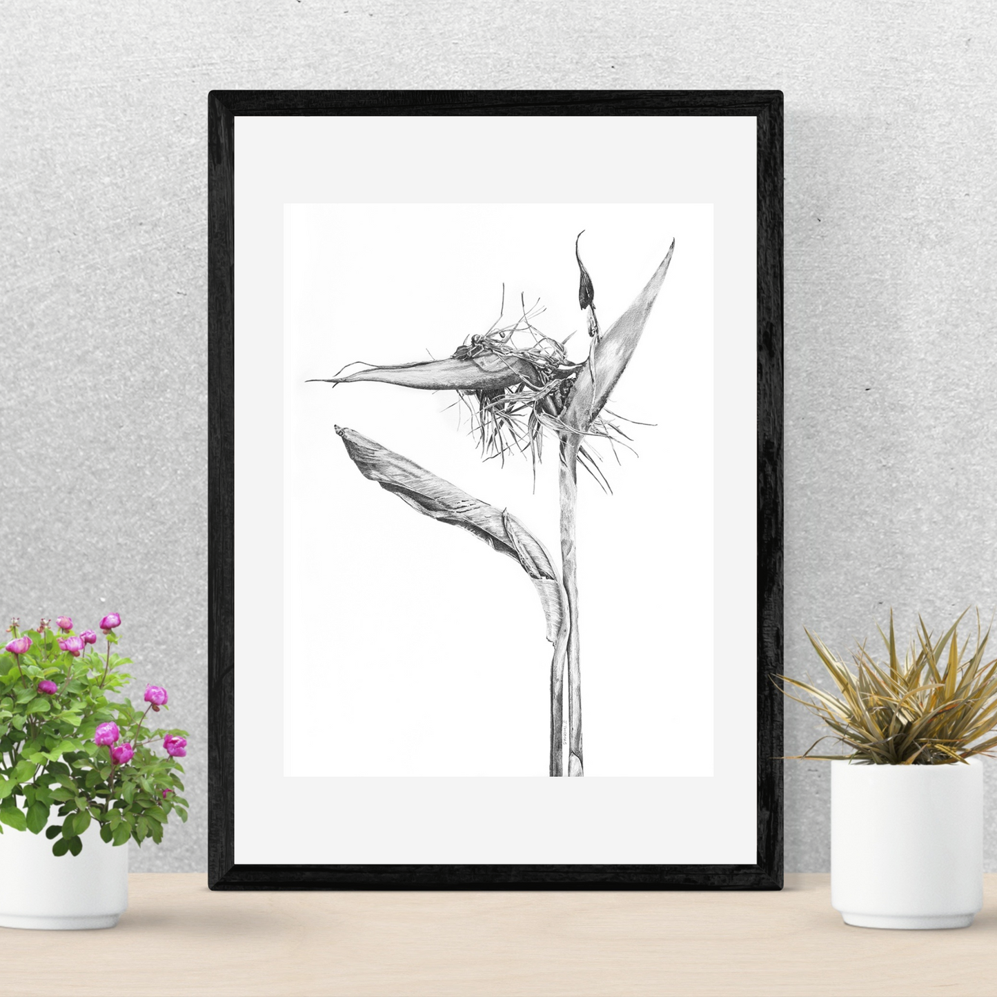 Dying Strelitzia - Print
