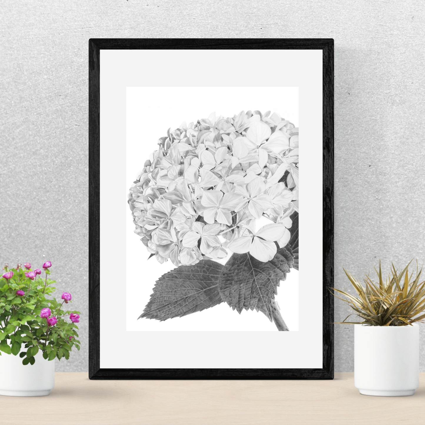 Hydrangea- Print