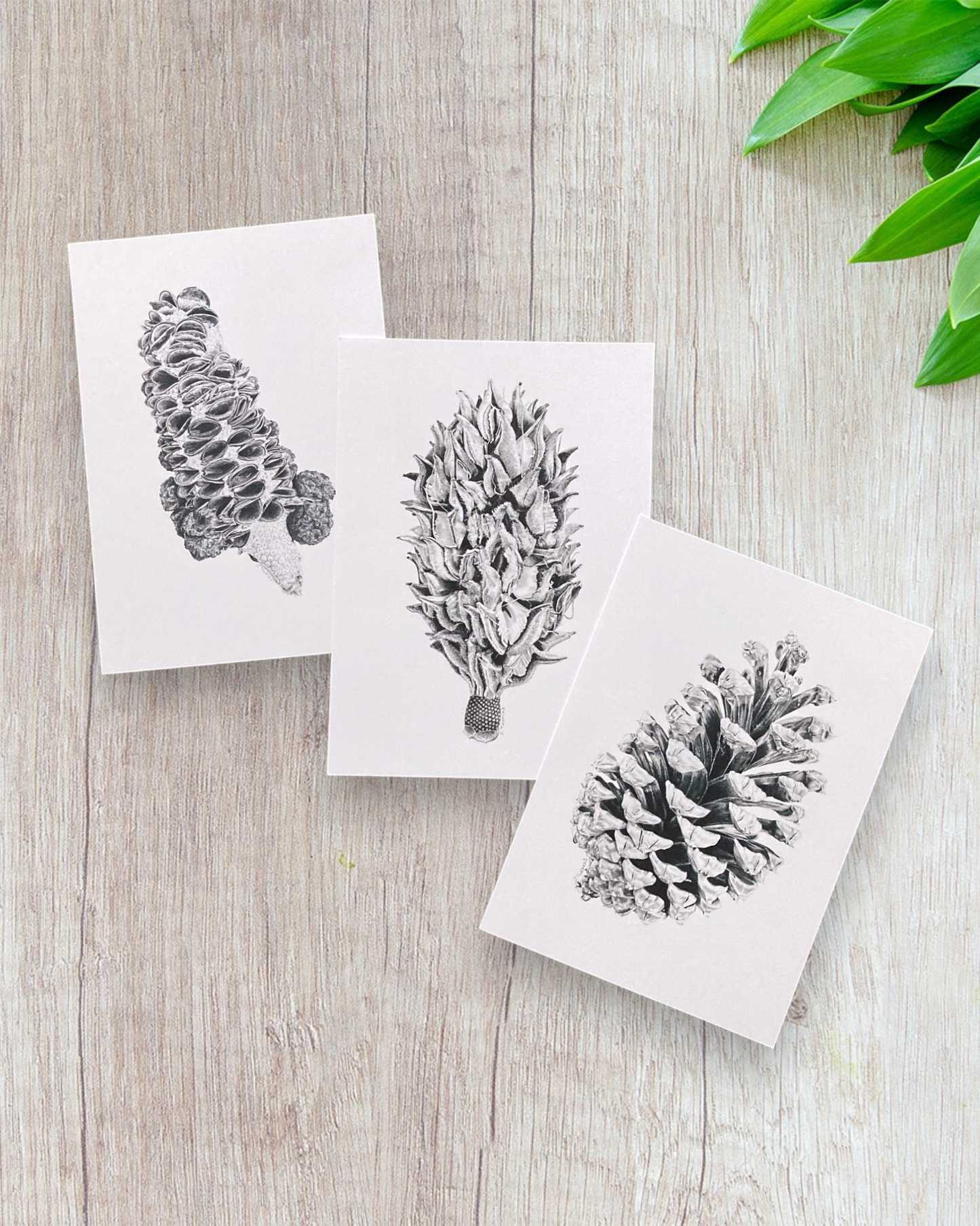 5" x 7" Triple Pack