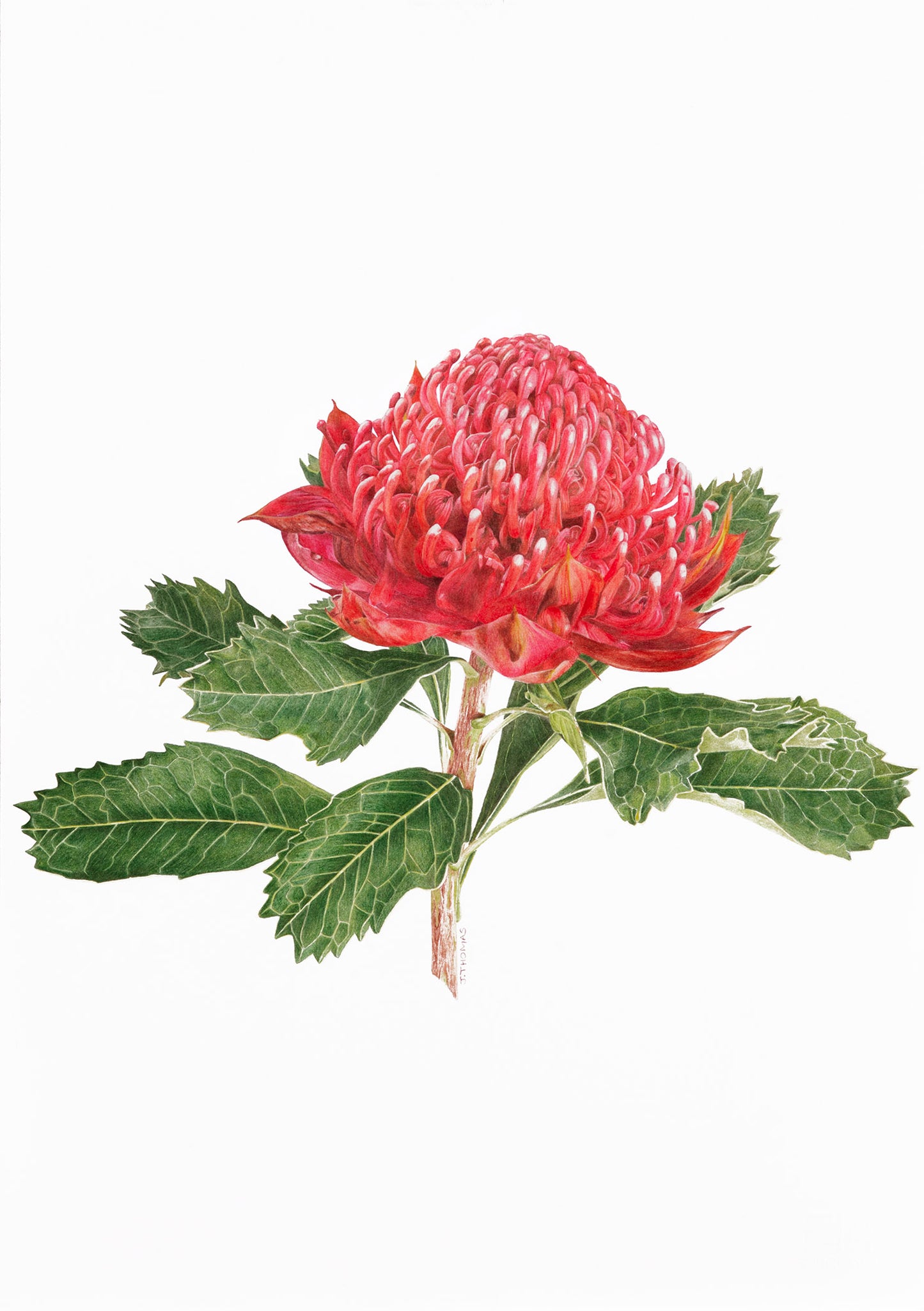 Waratah -Print