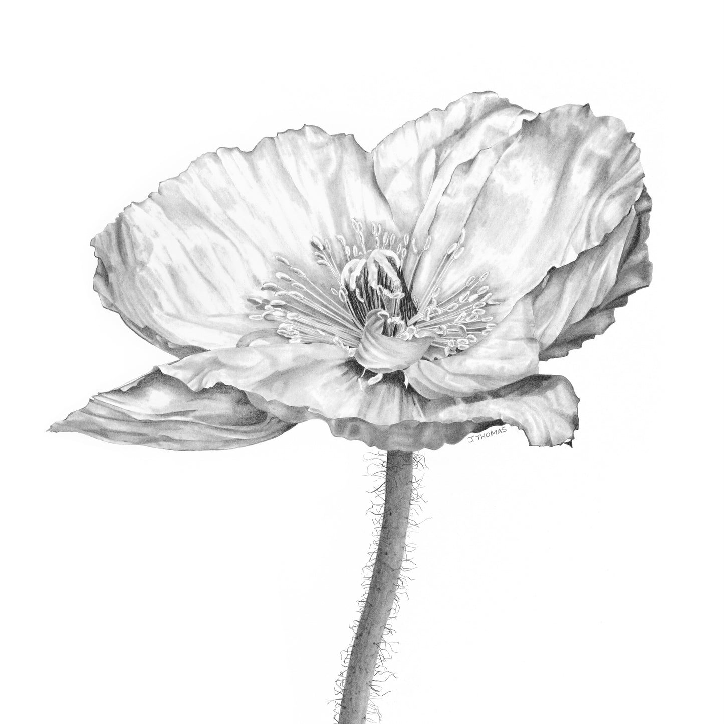 Poppy