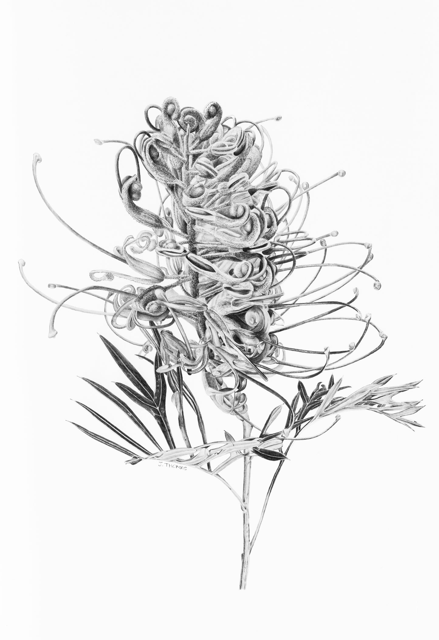 Grevillea - Print