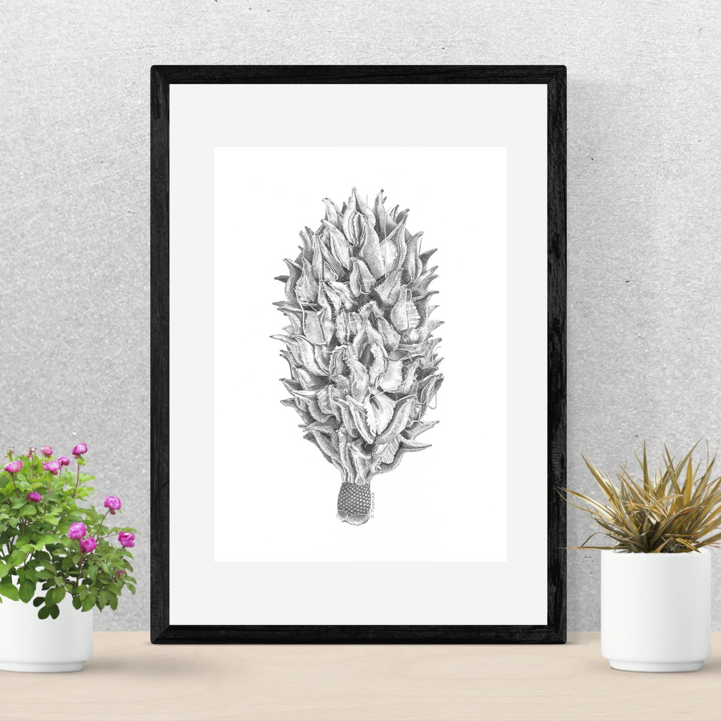 Magnolia Seedpod - Print