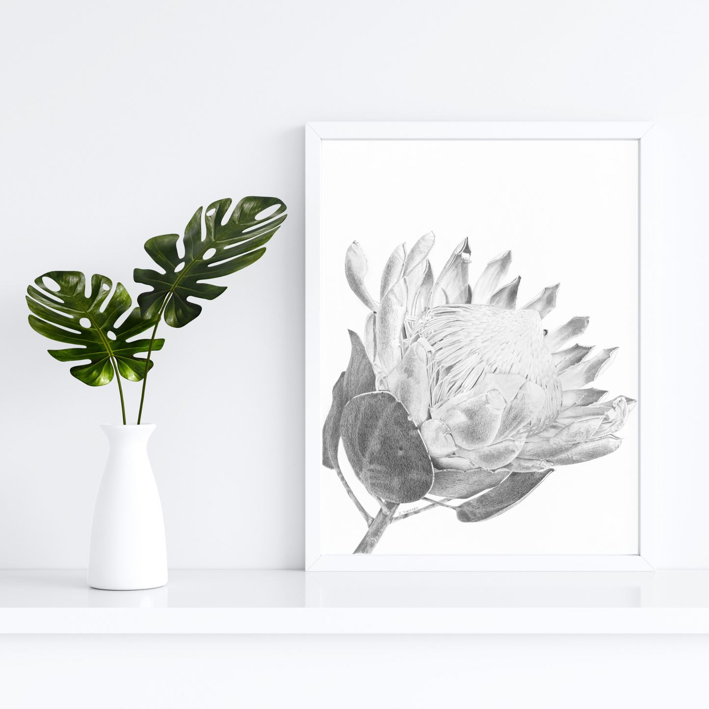 King Protea- Print