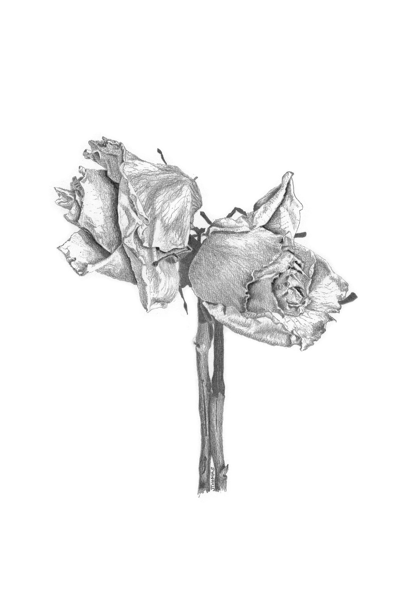 Double Rose