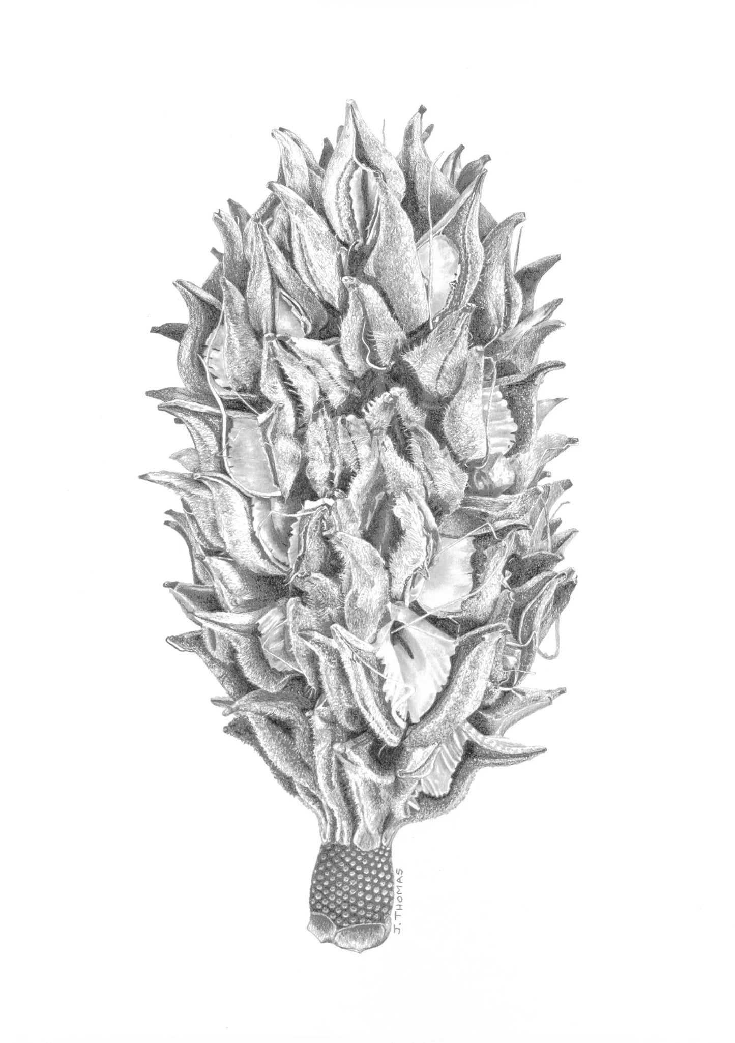 Magnolia Seedpod