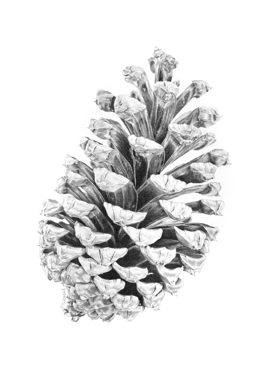 Pine Cone