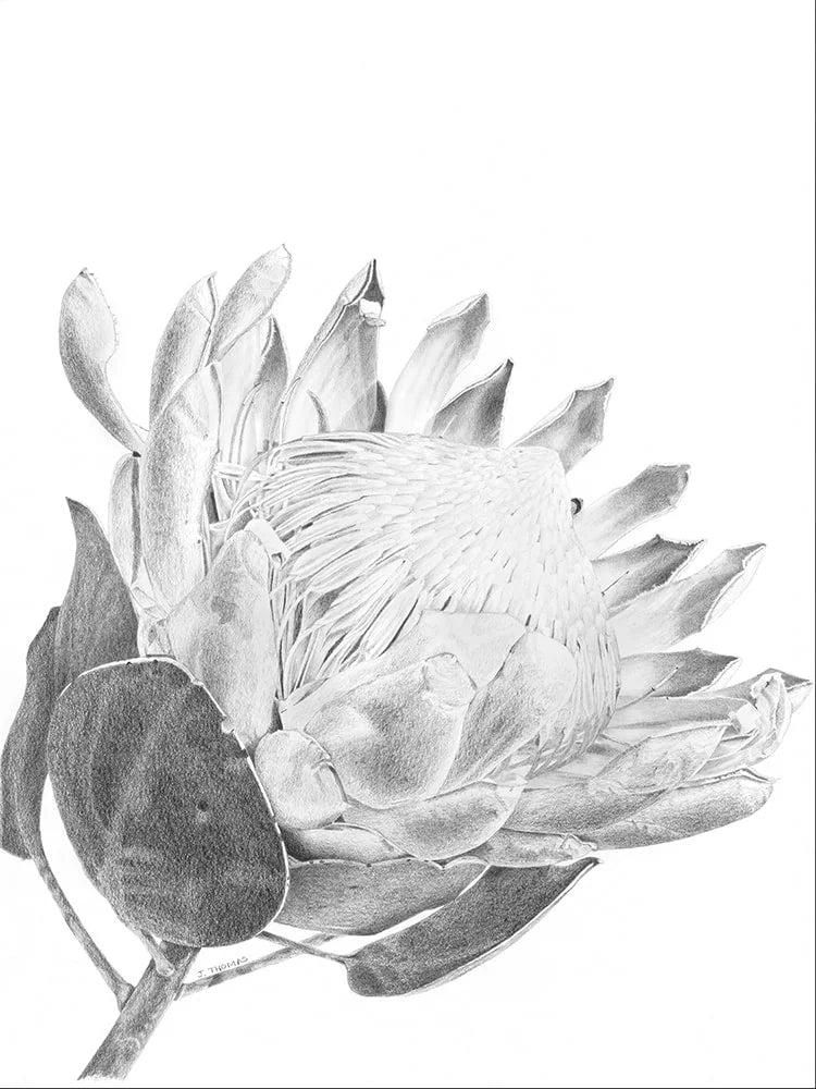 King Protea- Print