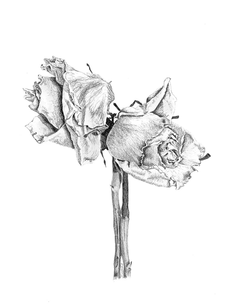Double Rose- Print