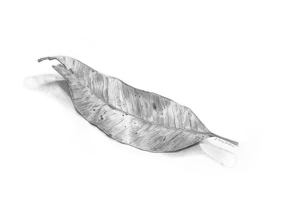 Gum Leaf- Print