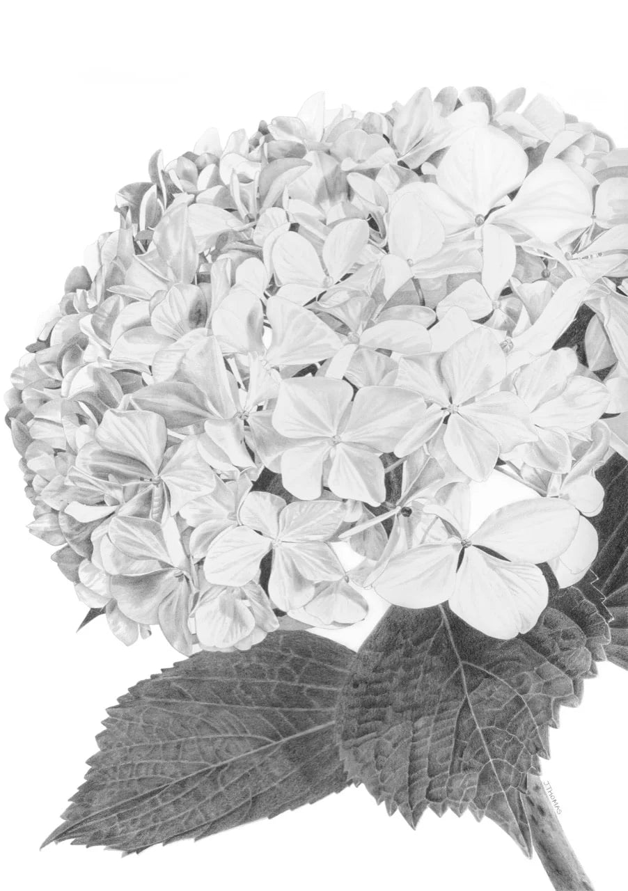 Hydrangea- Print