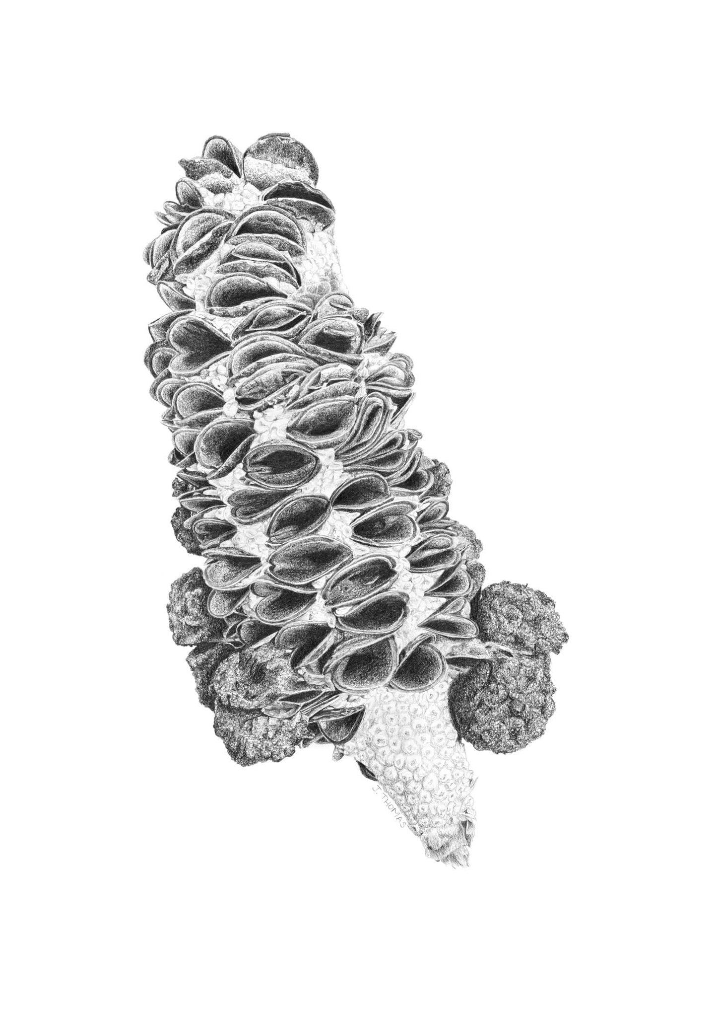 Banksia Seedpod - Print
