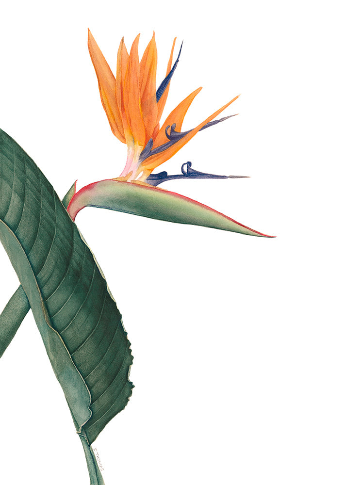 Bird of Paradise -Print