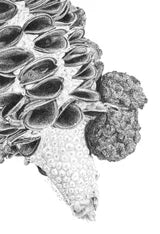 Banksia Seedpod with Galls