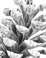 Pine Cone