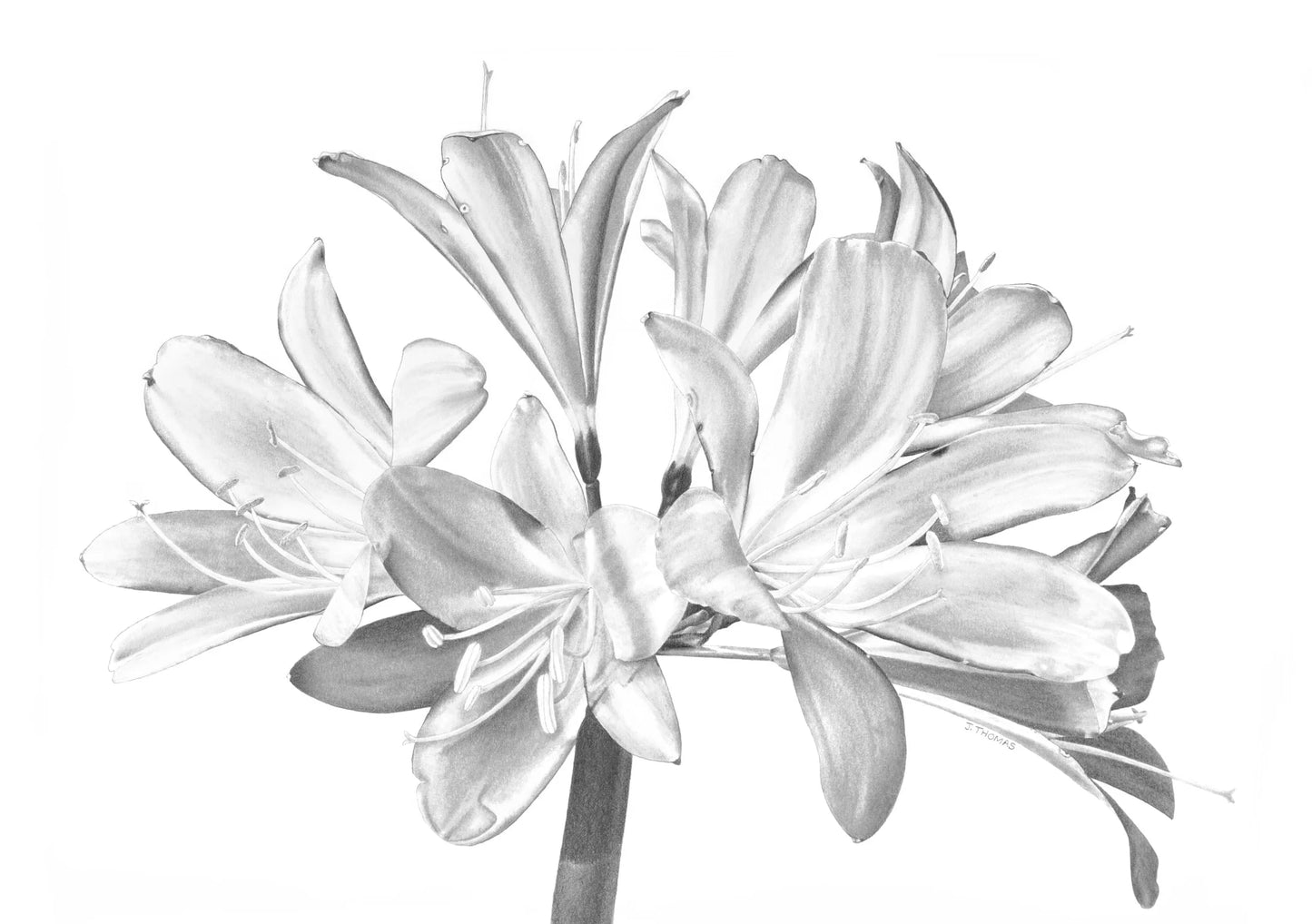 Clivia - Print