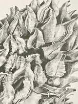 Magnolia Seedpod