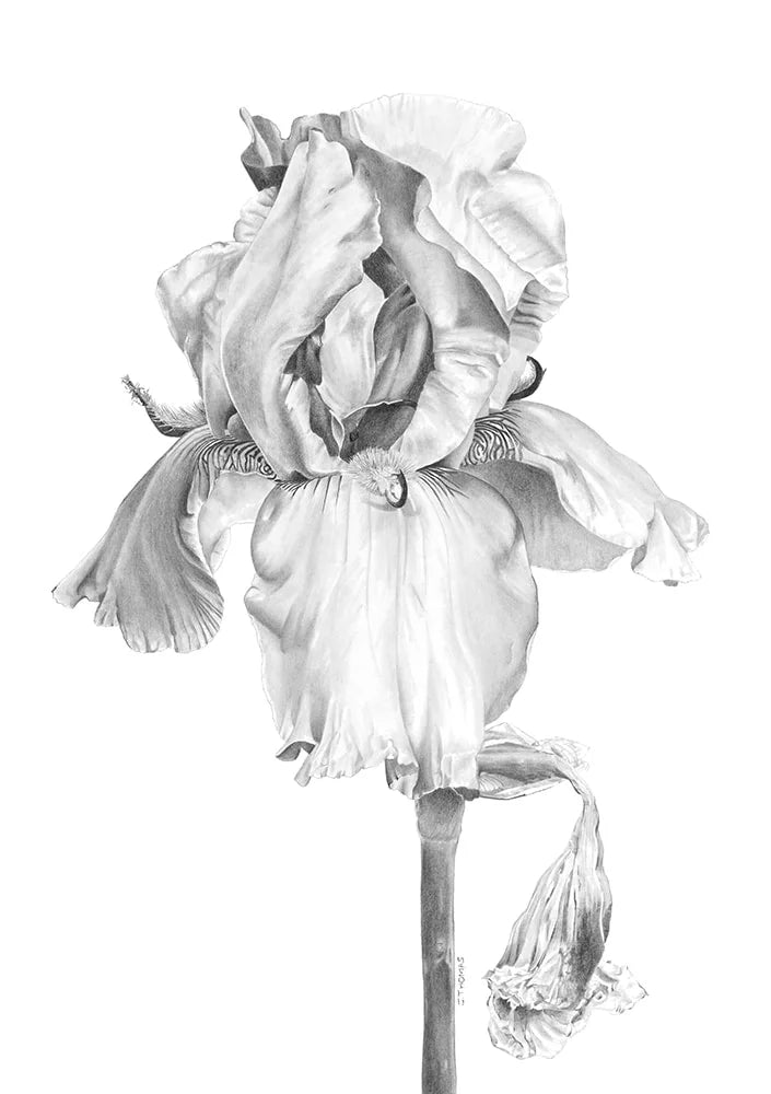 Iris- Print