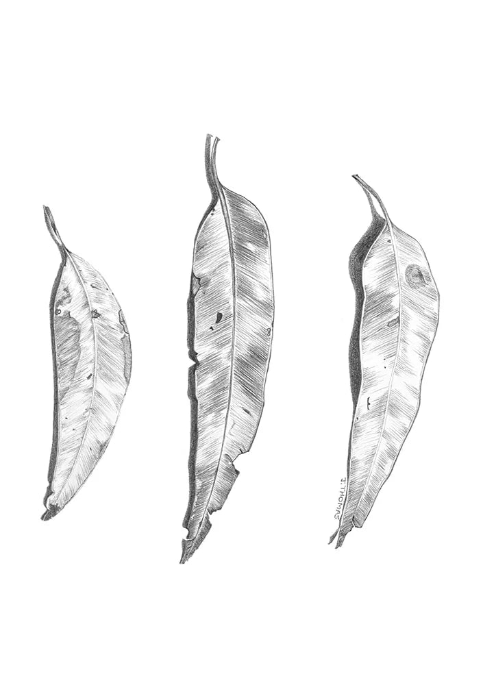 Gum Leaves- Print