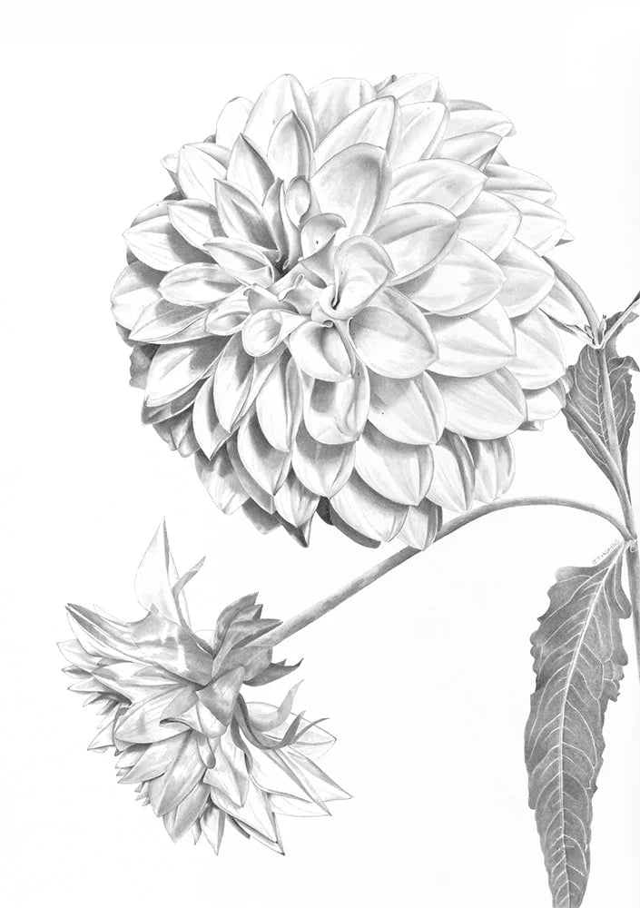 Dahlia- Print