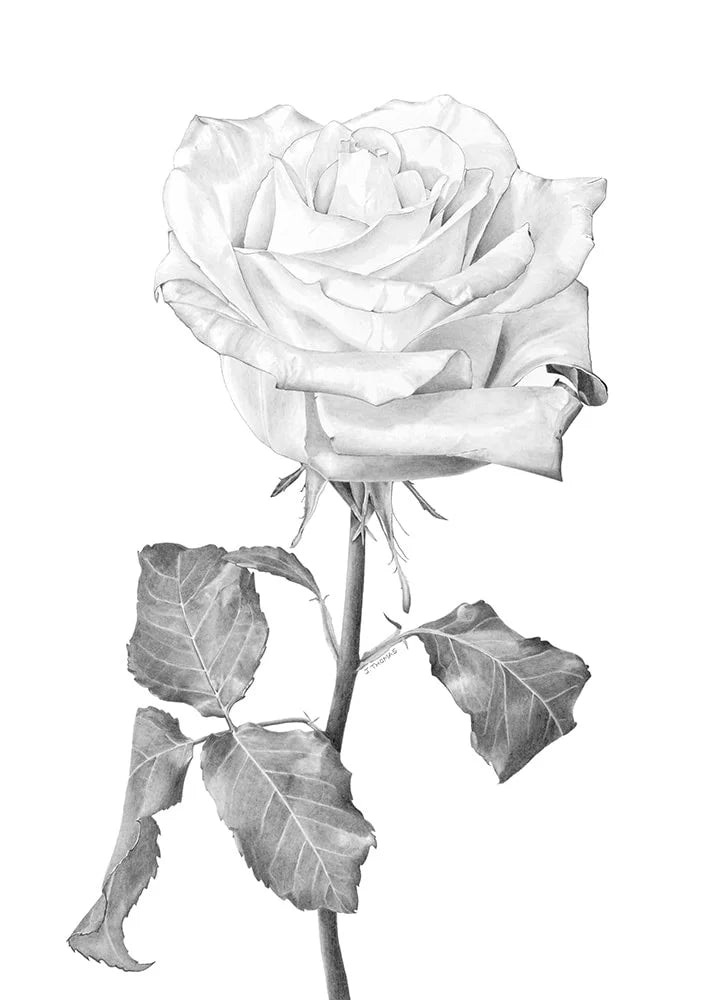 Rose- Print