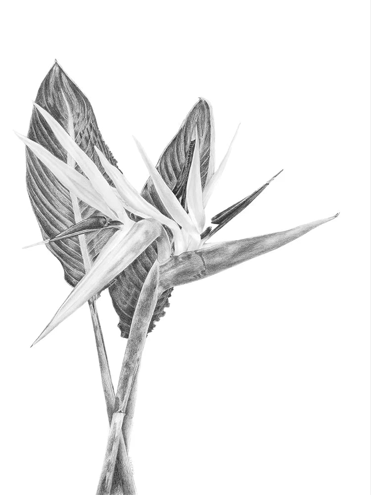 Double Strelitzia - Print