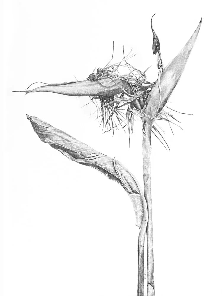 Dying Strelitzia - Print