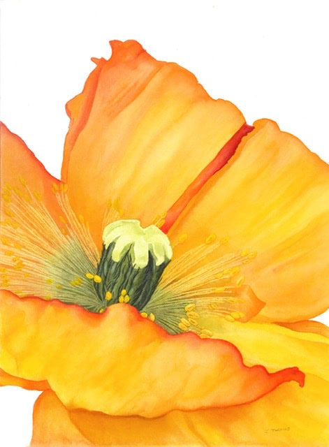 Poppy -Print