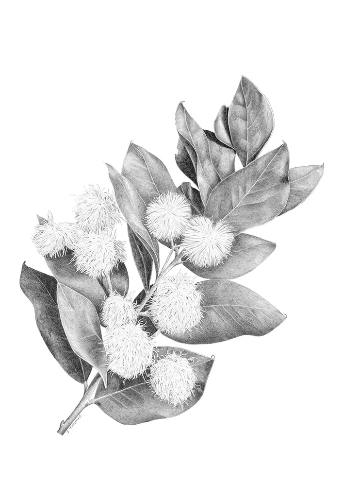 Wattle