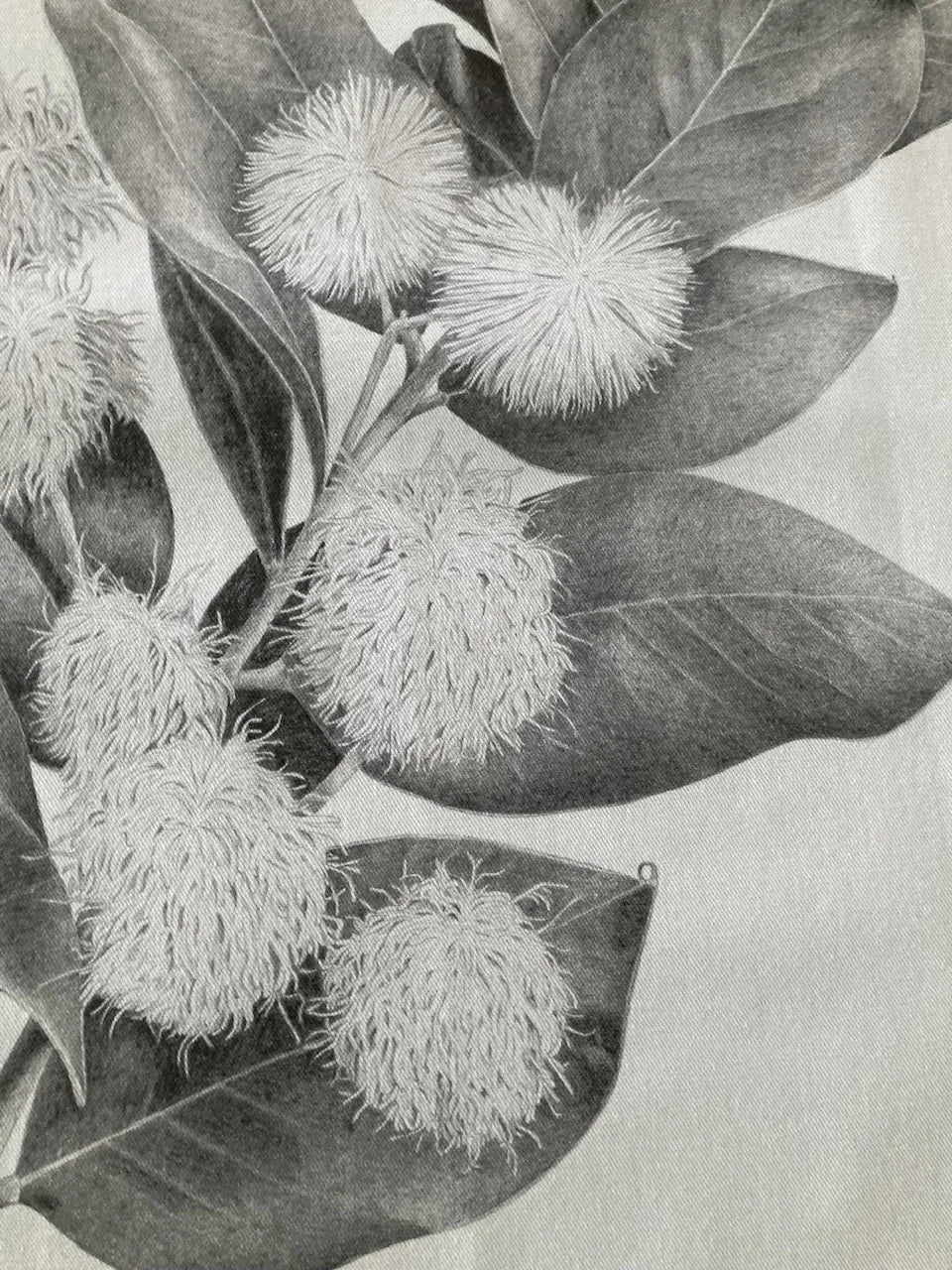 Wattle Tea Towel
