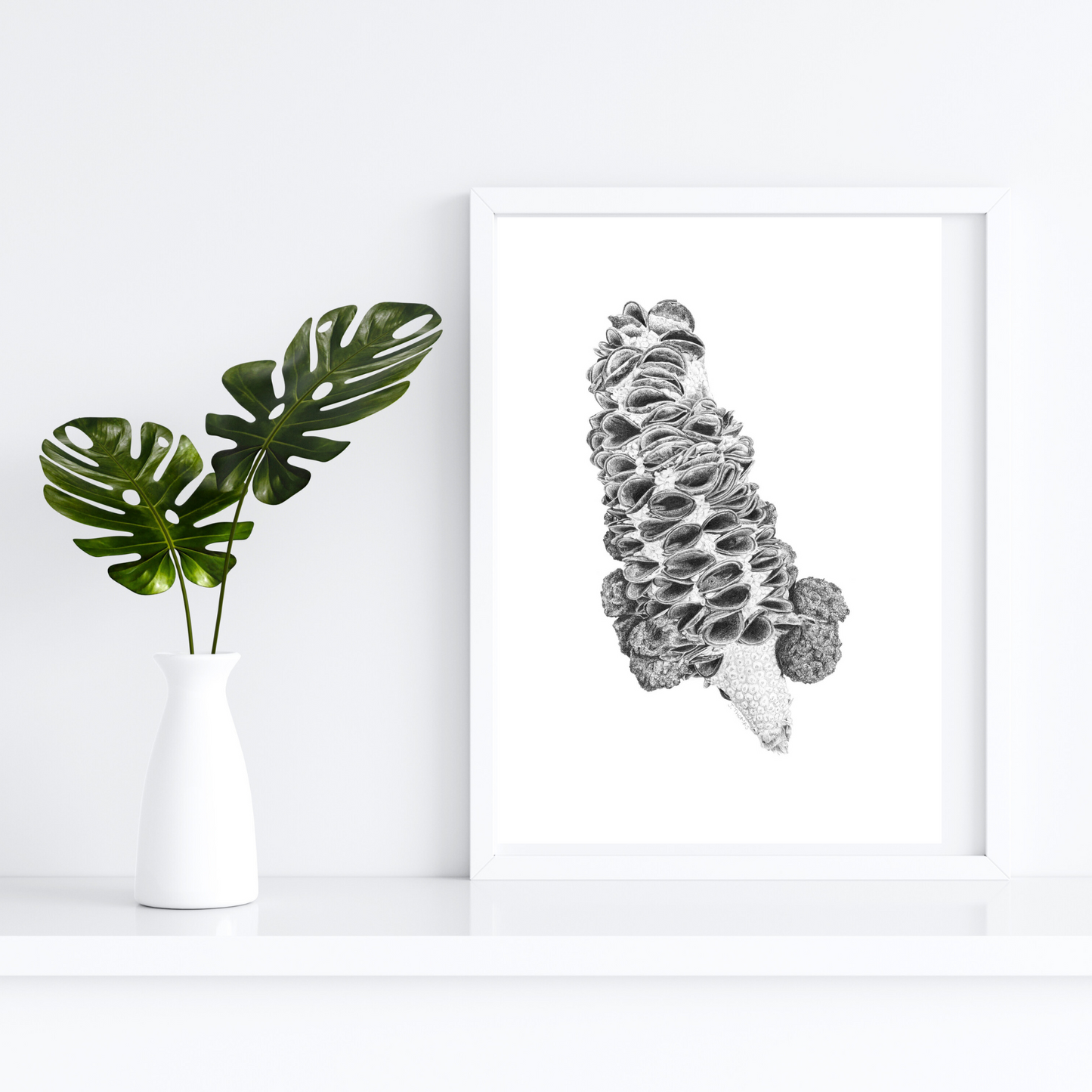 Banksia Seedpod - Print