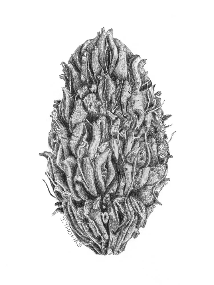 Magnolia Seedpod 2- Print