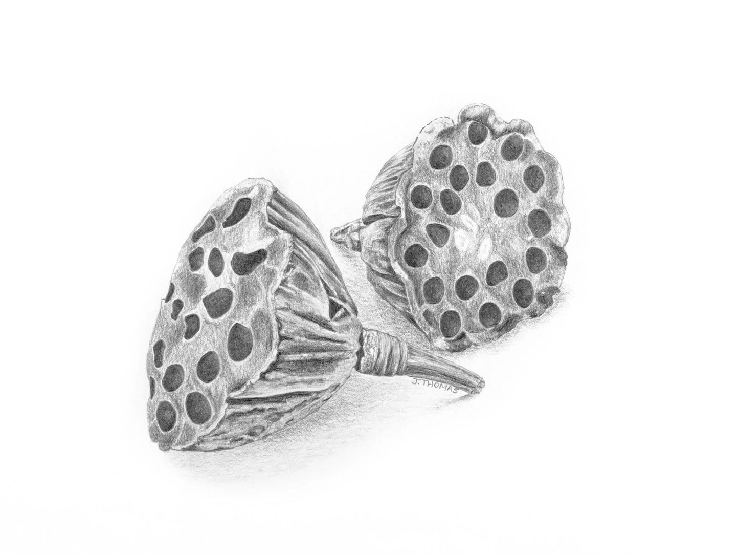 Lotus Seed Pod- Print