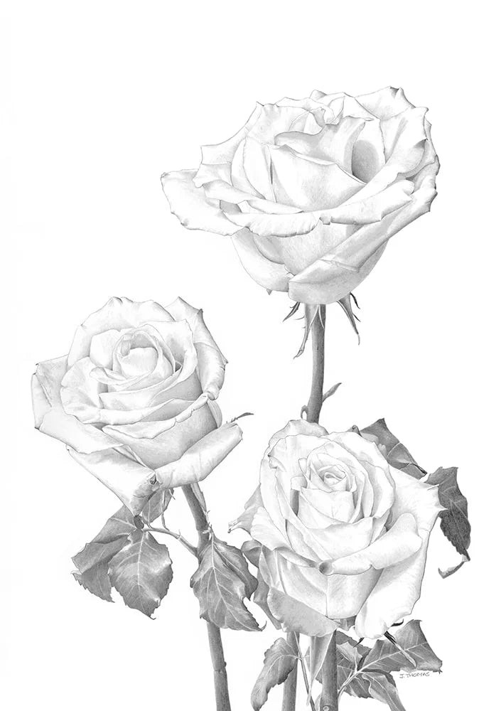 Roses - Print